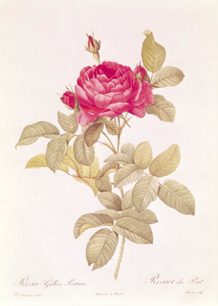 Detail of Rosa Gallica Pontiana by Pierre Joseph Redoute