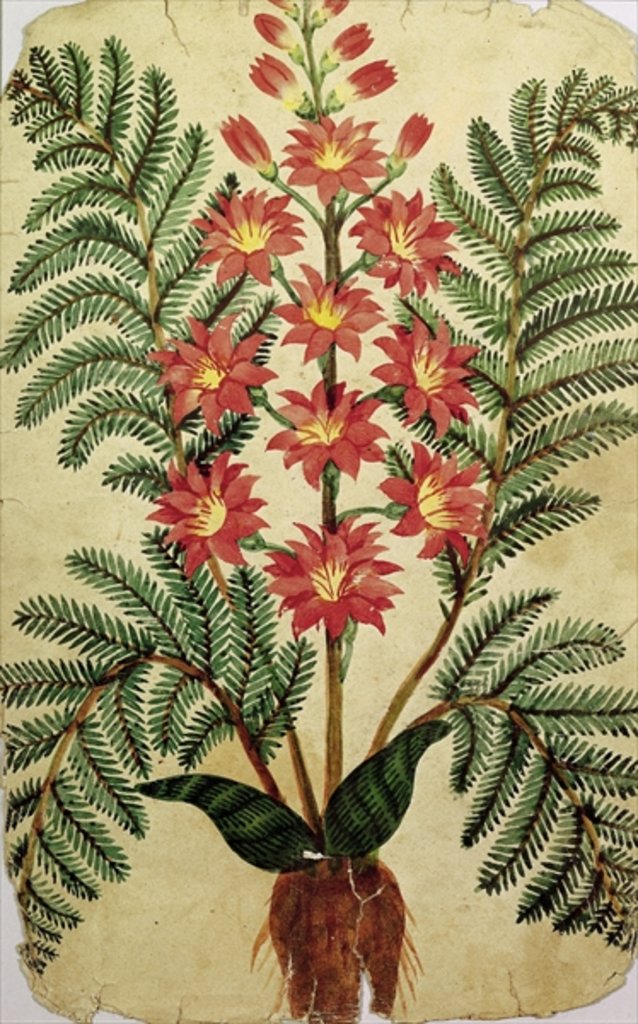 Detail of Fern with red and yellow flowers by French School