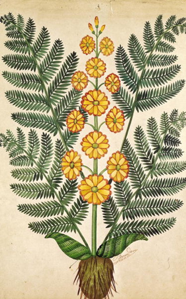 Detail of Fern with yellow flowers by French School