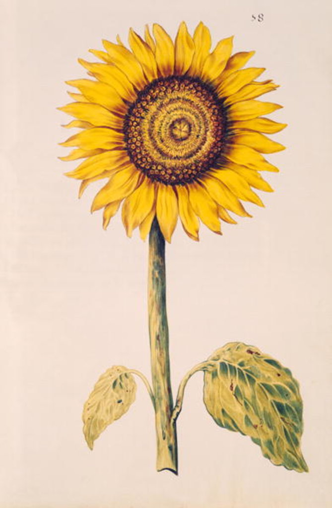Detail of Sunflower or Helianthus by Nicolas Robert