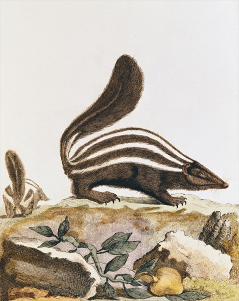 Detail of Skunk by French School