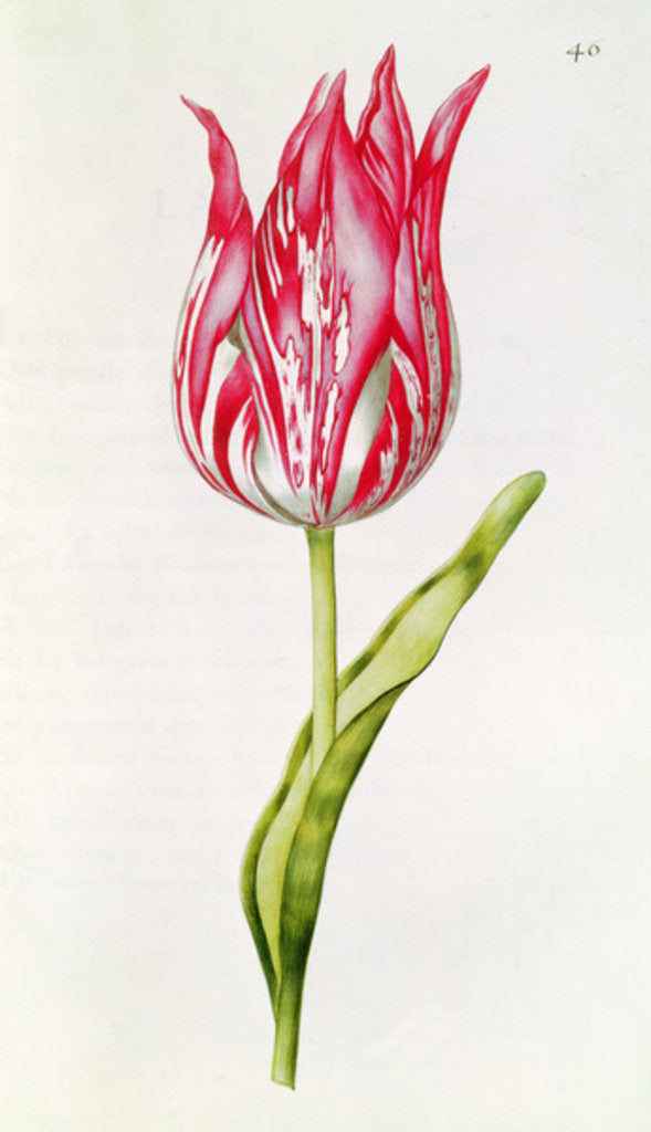 Detail of Tulip by Nicolas Robert