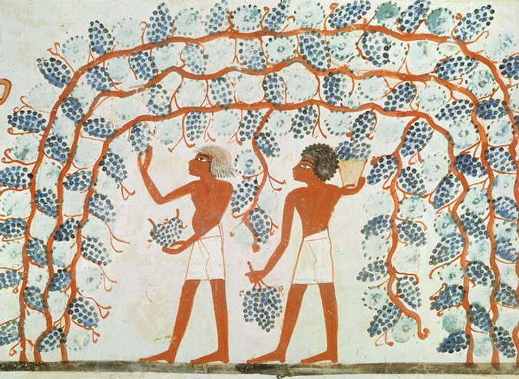 Detail of Picking grapes by Egyptian 18th Dynasty