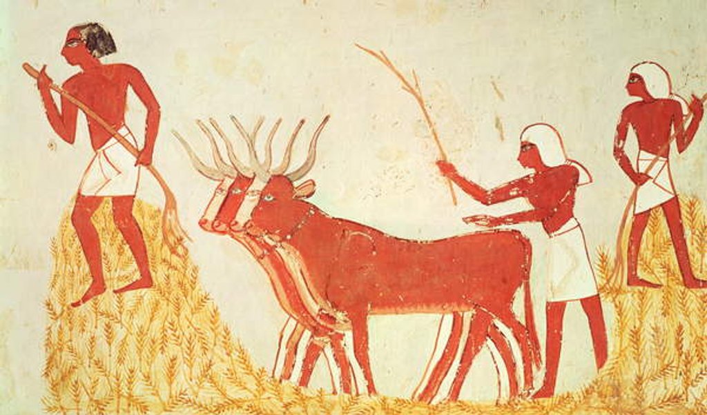 Detail of Using cows to trample wheat by Egyptian 18th Dynasty