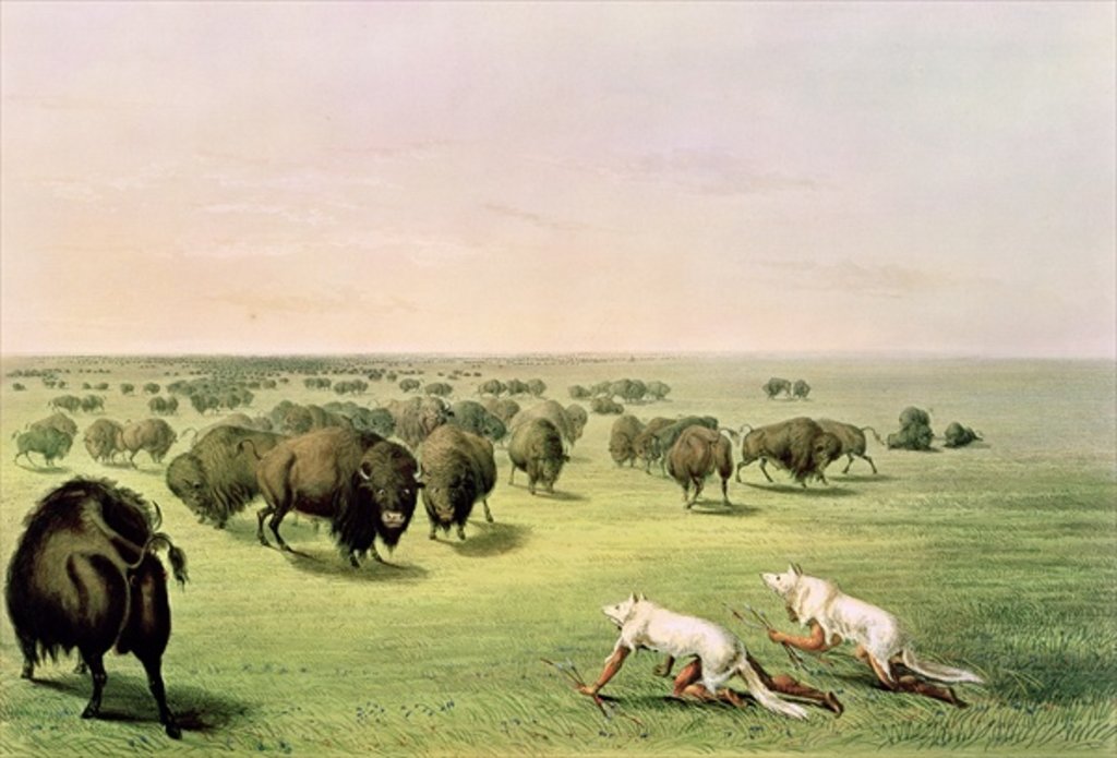 Detail of Hunting Buffalo Camouflaged with Wolf Skins, c.1832 by George Catlin