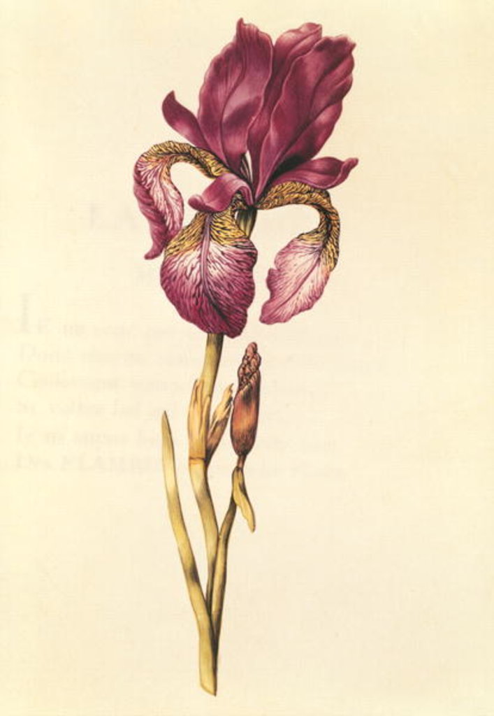 Detail of Iris by Nicolas Robert