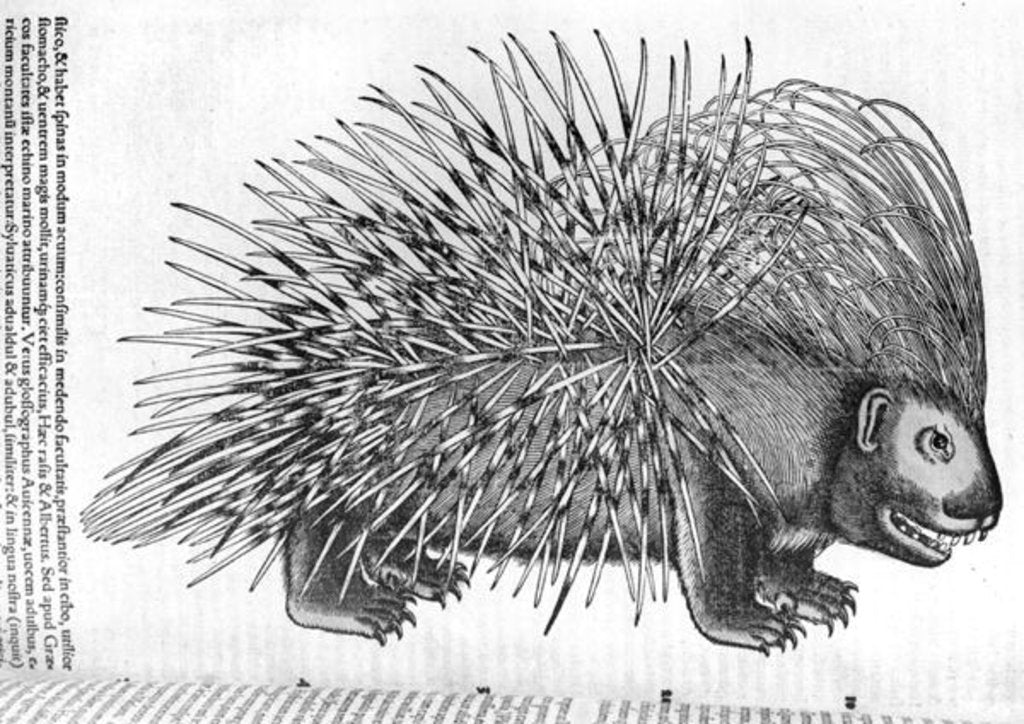 Detail of Porcupine by French School