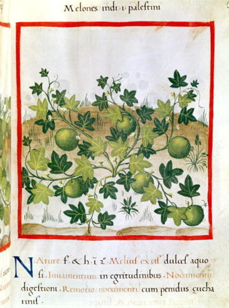 Detail of Ms 3054 fol.20 Melons by Italian School