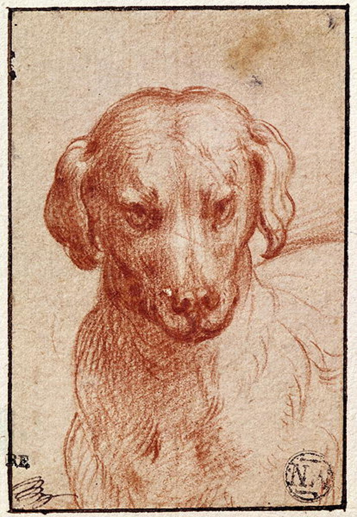 Detail of Head of a Dog by Parmigianino