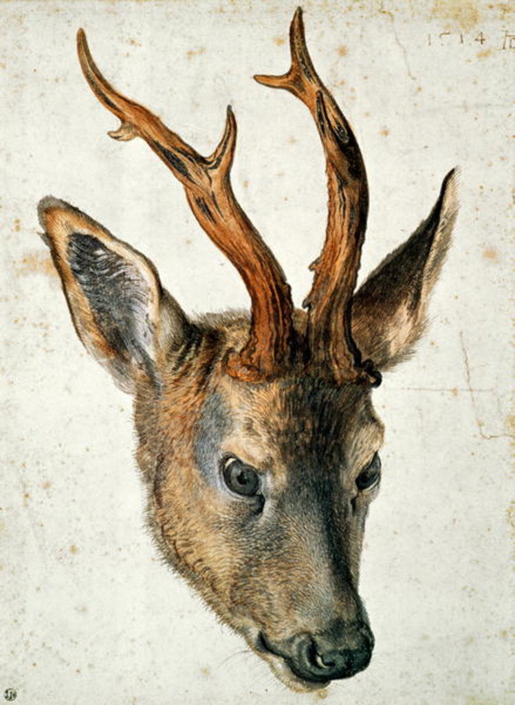 Detail of Head of a Roe Deer by Albrecht Dürer or Duerer