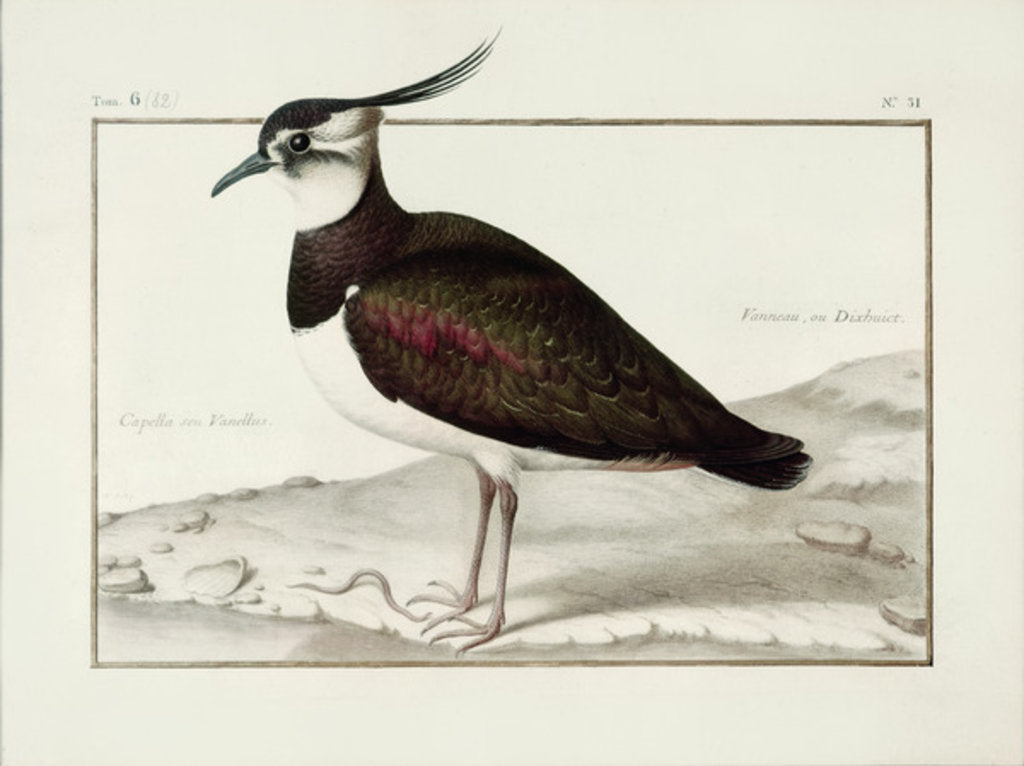Detail of A Lapwing by Nicolas Robert