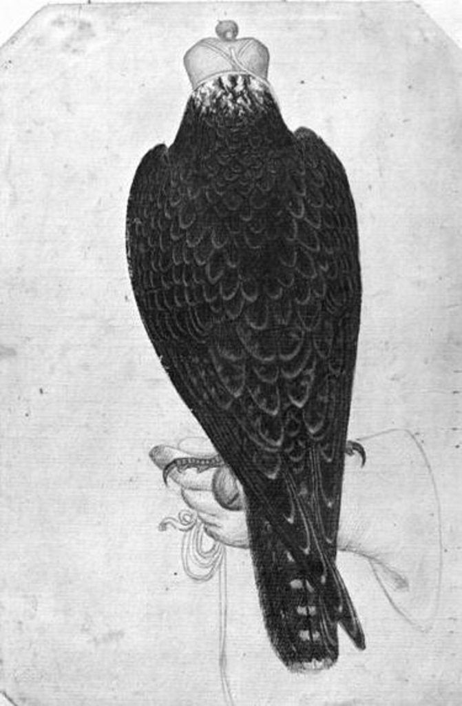 Detail of Hawk on hand, seen from behind by Antonio Pisanello