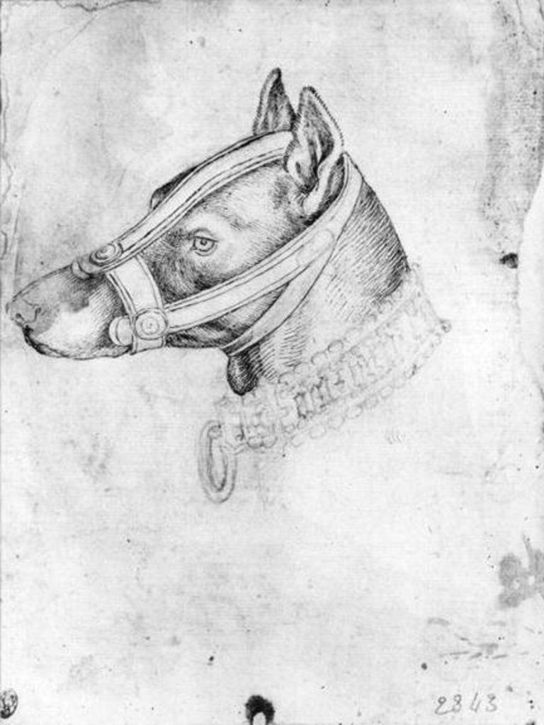 Detail of Head of a muzzled dog by Antonio Pisanello