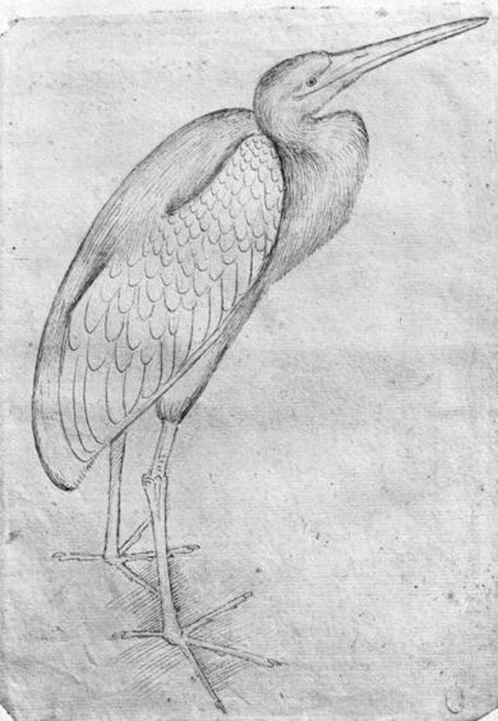 Detail of Pelican by Antonio Pisanello
