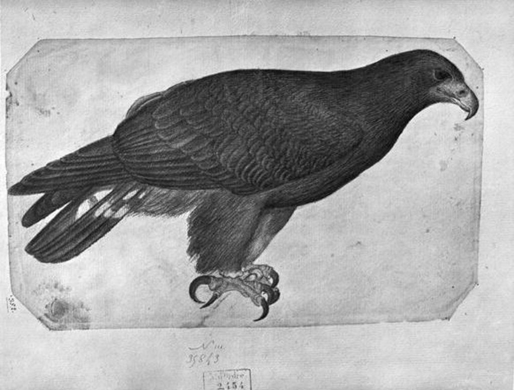 Detail of Hawk by Antonio Pisanello