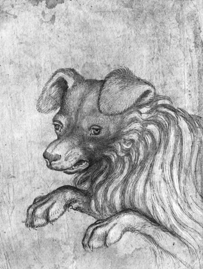 Detail of Head of a dog by Antonio Pisanello