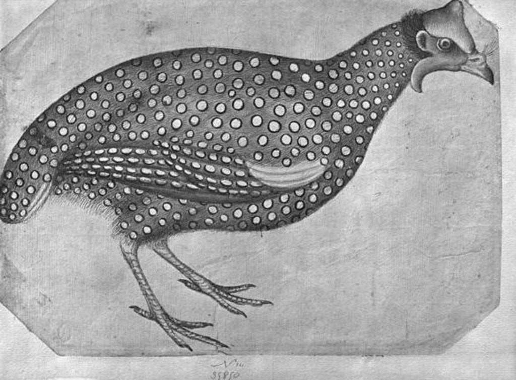 Detail of Guinea Fowl by Antonio Pisanello
