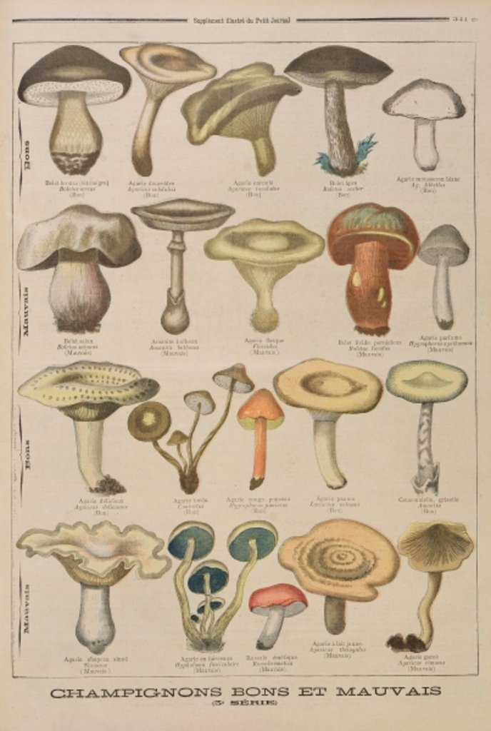 Detail of Good and bad mushrooms by French School