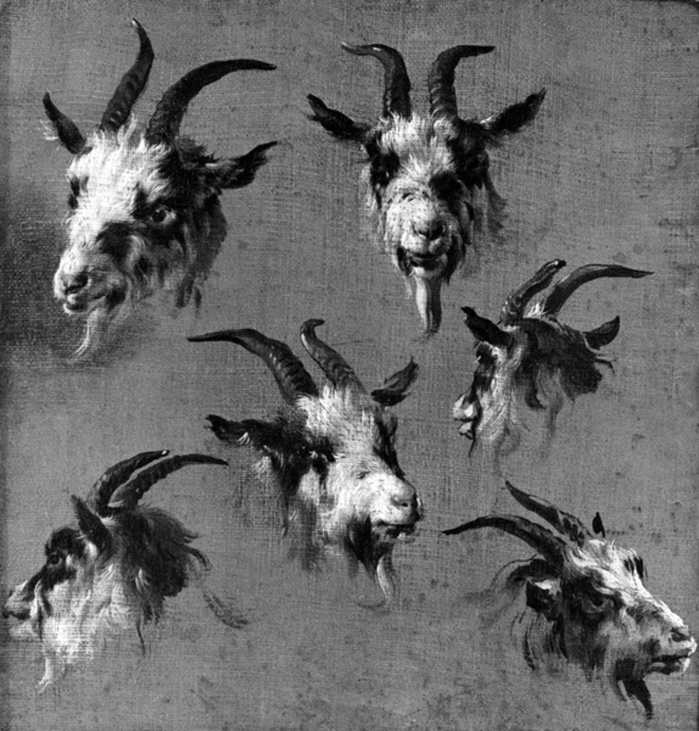 Detail of Six studies of goat heads by Nicolaes Pietersz. Berchem