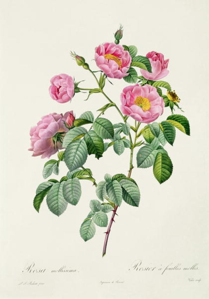 Detail of Rosa Mollissima by Pierre Joseph Redoute