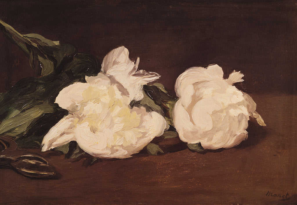 Detail of Branch of White Peonies and Secateurs, 1864 by Edouard Manet