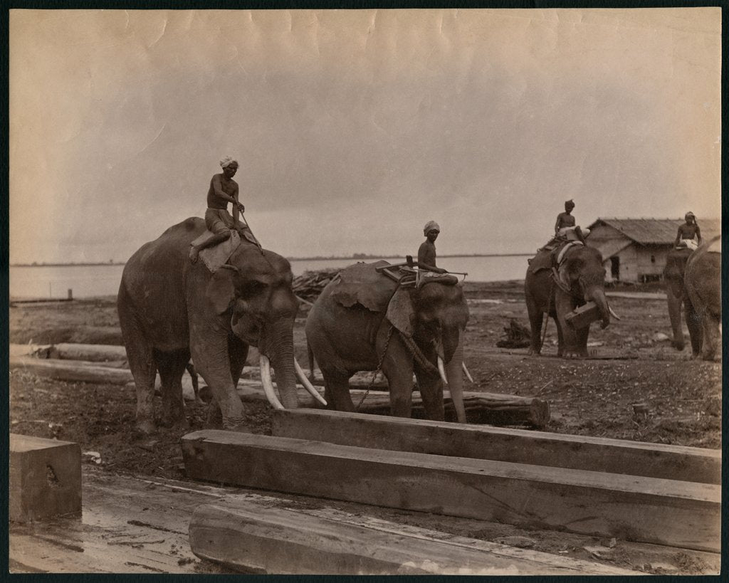 Detail of Working with elephants, c.1880 by Philip Adolphe Klier