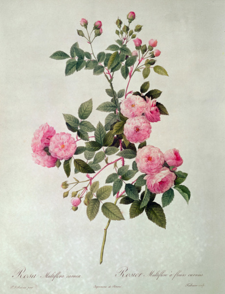 Detail of Les Roses de Thory, Rosa Multiflora Carnea by Pierre-Joseph Redouté