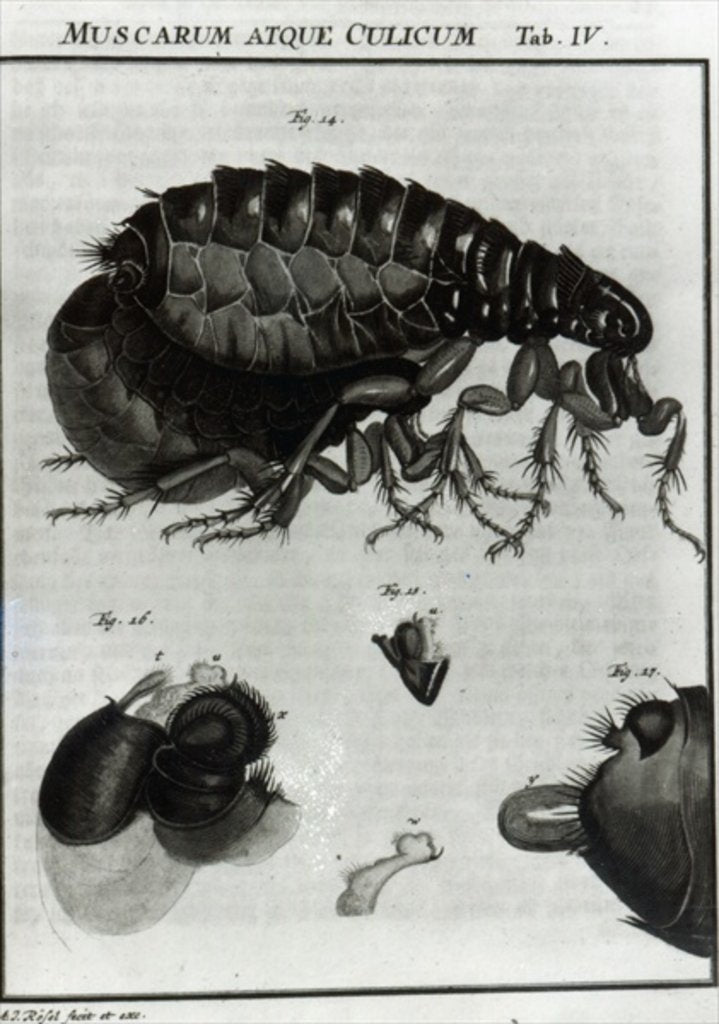 Detail of Table IV of Flies and Fleas by Johannes Augustin Rosel von Rosenhof