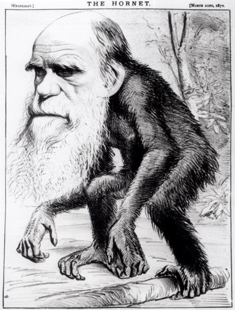 Detail of Charles Darwin 'A Venerable Orang-Outang', 1871 by English School