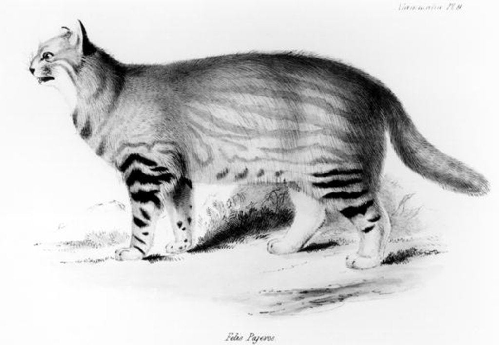Detail of Felis Pajeros by John (after) Gould
