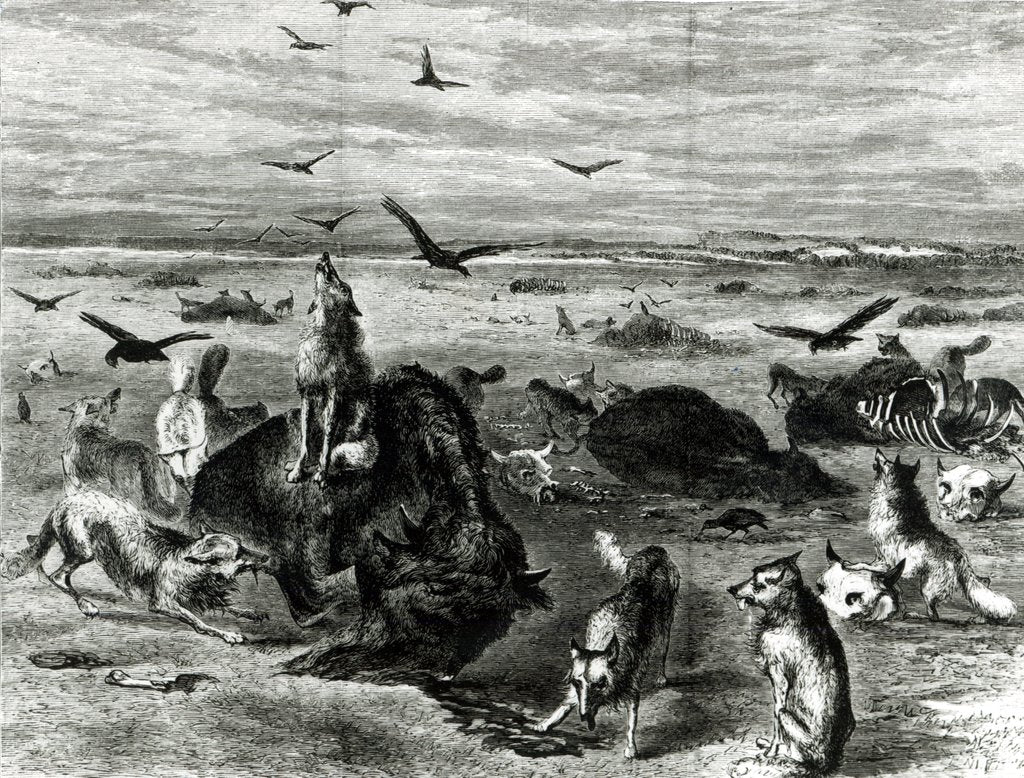 Detail of Slaughter of Buffaloes on the Plains by Theodore Russell (after) Davis