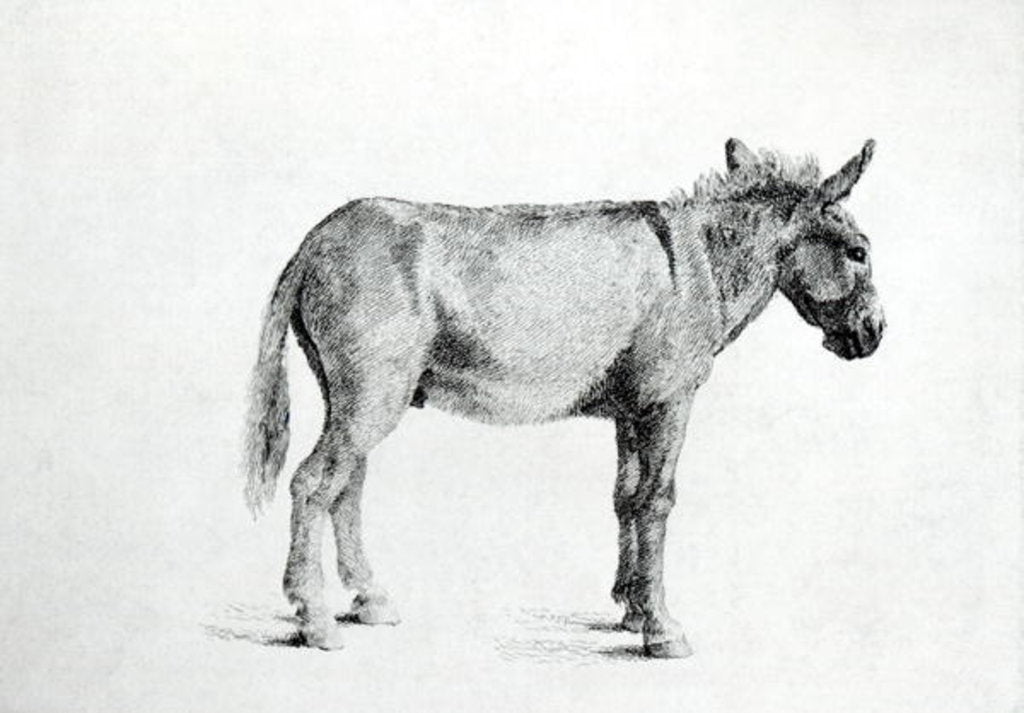 Detail of Donkey 1766 by George Stubbs