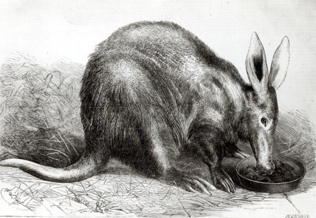 Detail of The Cape Ant-Eater at the Zoological Society's Gardens, Regents Park by English School