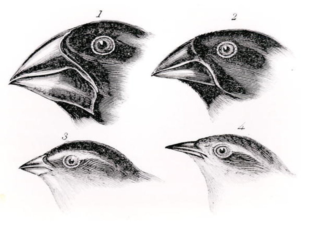 Detail of Darwin's bird observations by English School