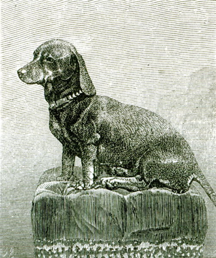 Detail of The Dog Jacob by English School
