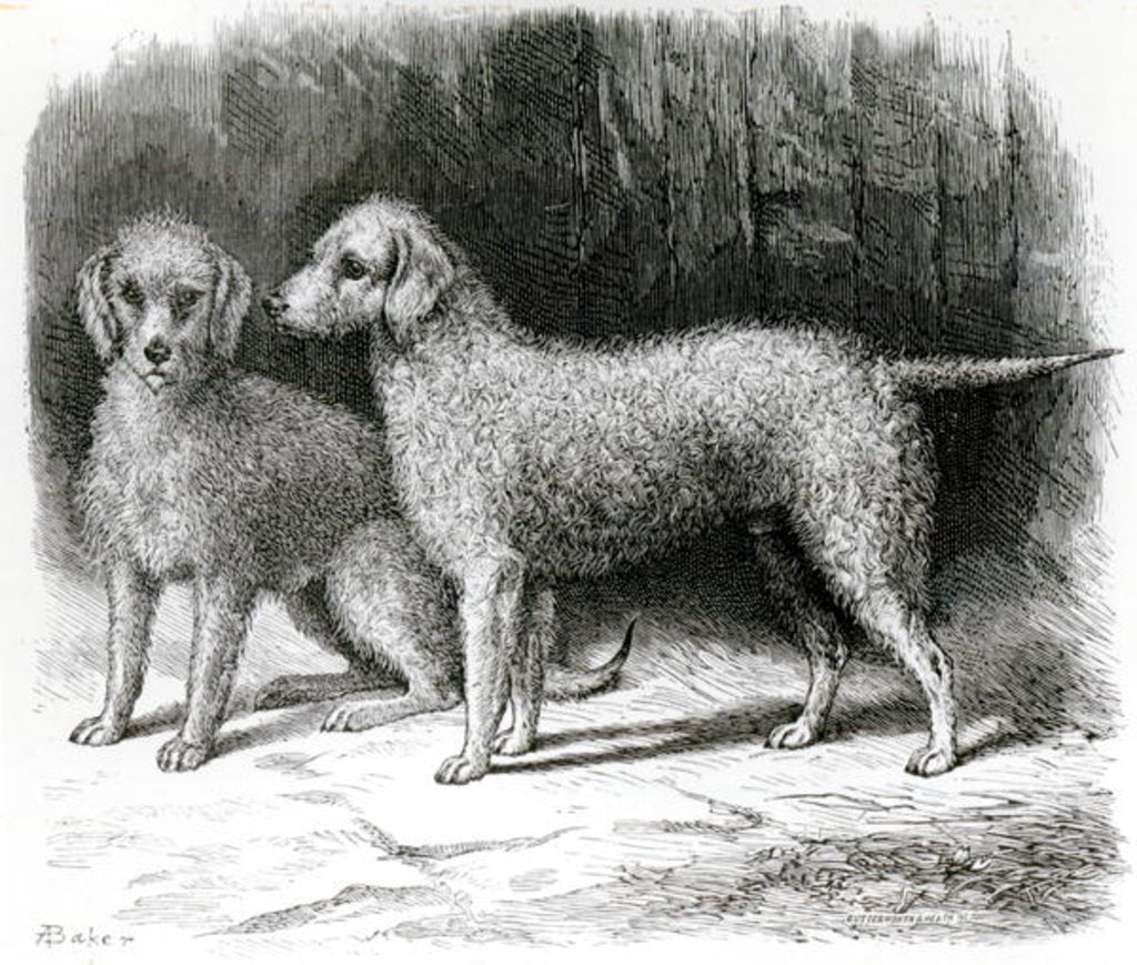 Detail of Bedlington Terriers - Mr. F. Armstrong's 'Rosebud' and Mr. A. Armstrong's 'Nailor' by School English