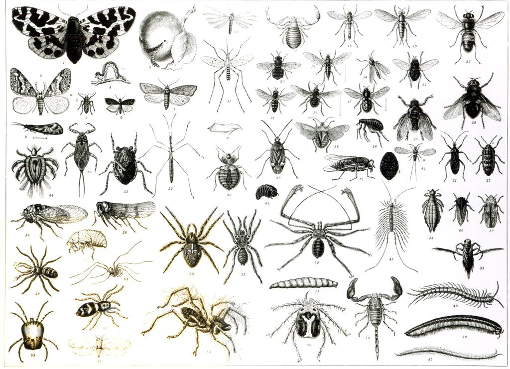 Detail of Entomology, Myriapoda and Arachnida by School English