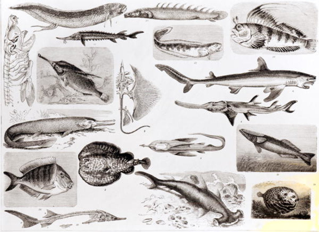 Detail of Ichthyology- Elasmobranch, Ganoid and Osseous Fishes by School English