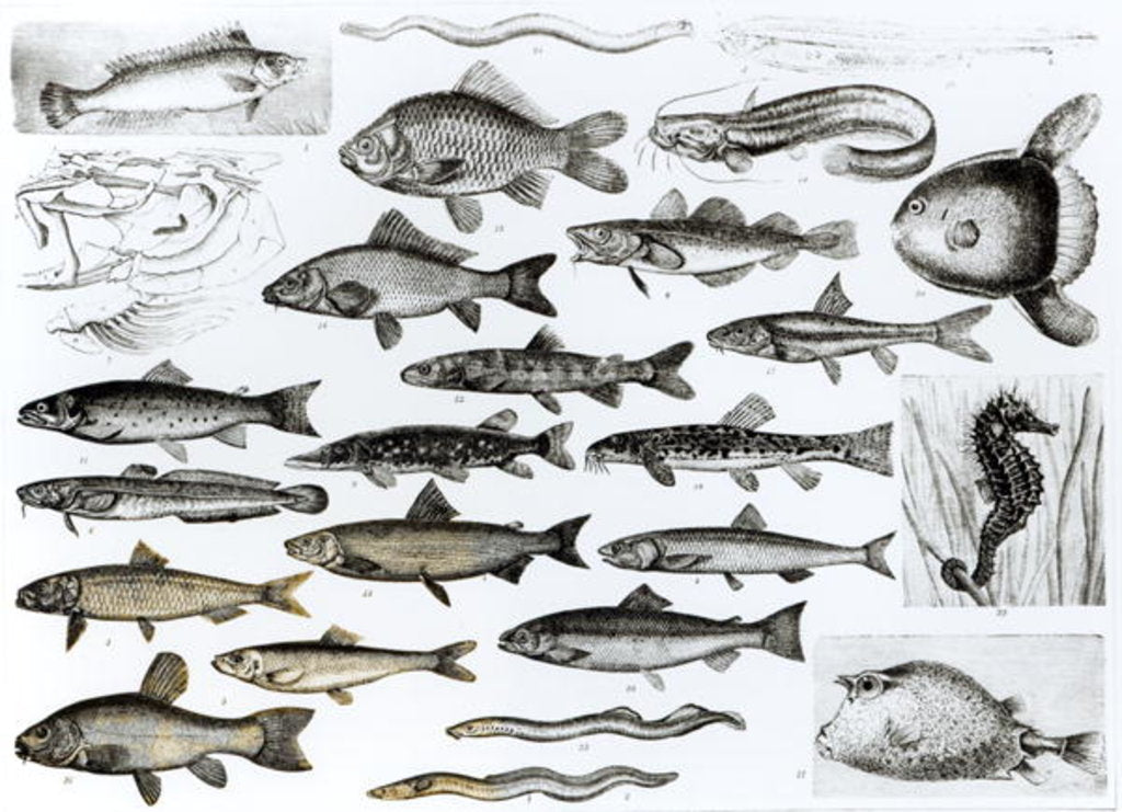 Detail of Ichthyology, Osseous Fishes, Marisipobranchs by School English