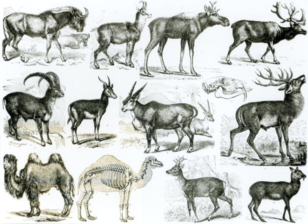 Detail of Ungalata or Hoofed Animals by School English