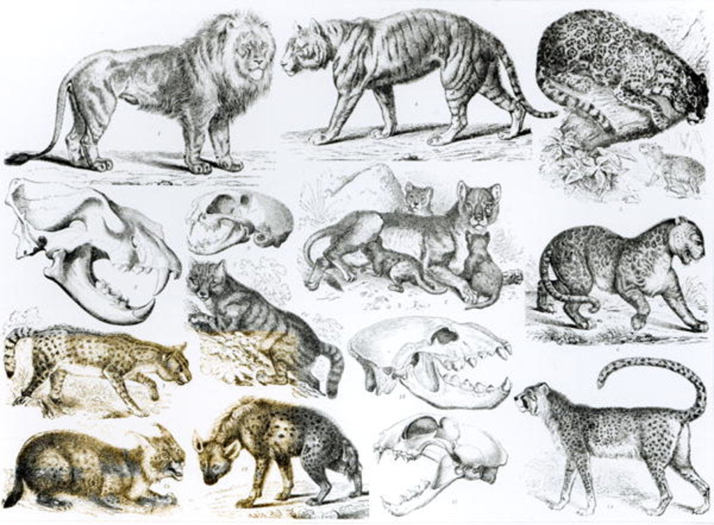 Detail of Carnivorous Animals by School English
