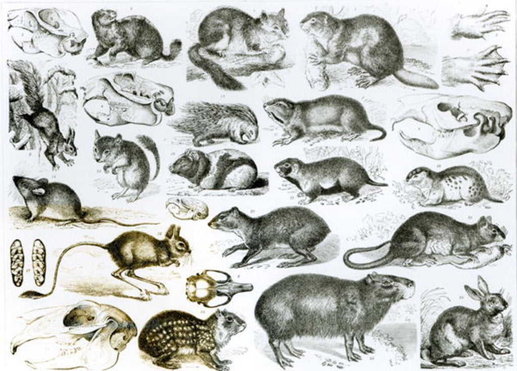Detail of Rodentia-Rodents or Gnawing Animals by School English