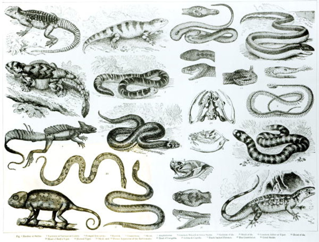 Detail of Reptiles, Serpents and Lizards by School English