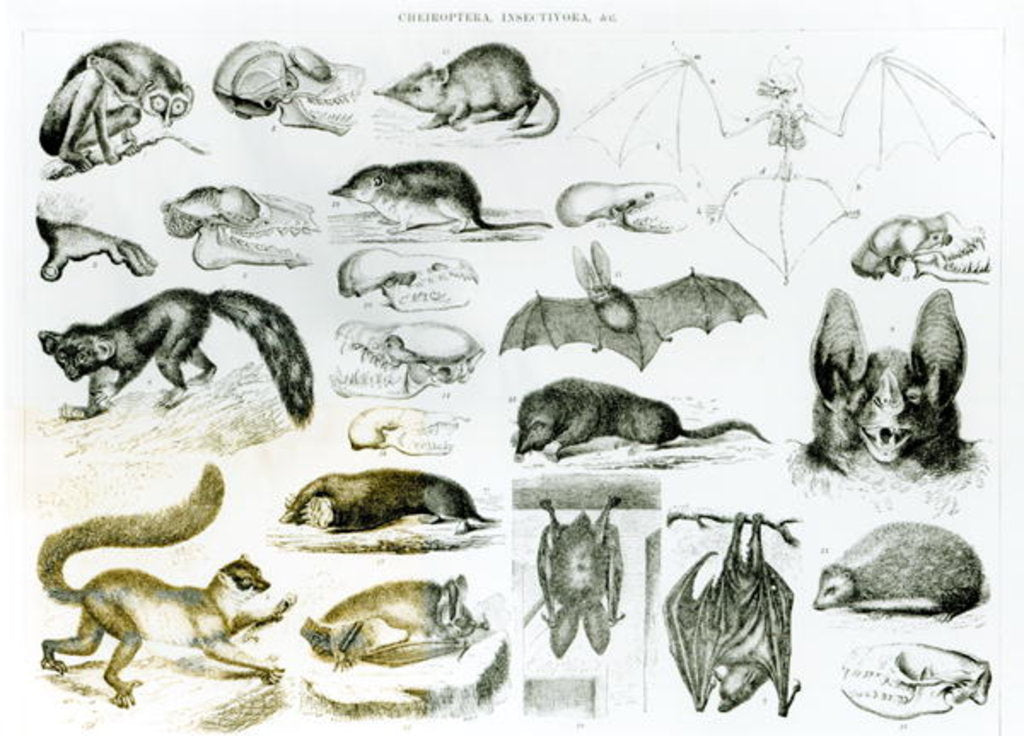 Detail of Cheiroptera, Insectivora by School English
