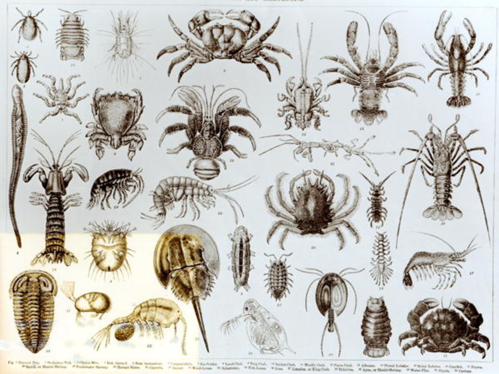 Detail of Crustacea and Arachnida by School English