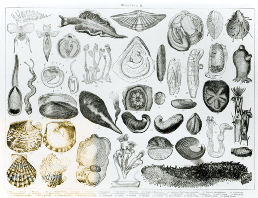 Detail of Molluscs by School English