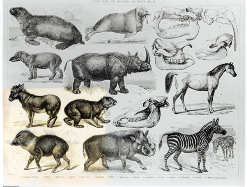 Detail of Ungulata or Hoofed Animals by School English