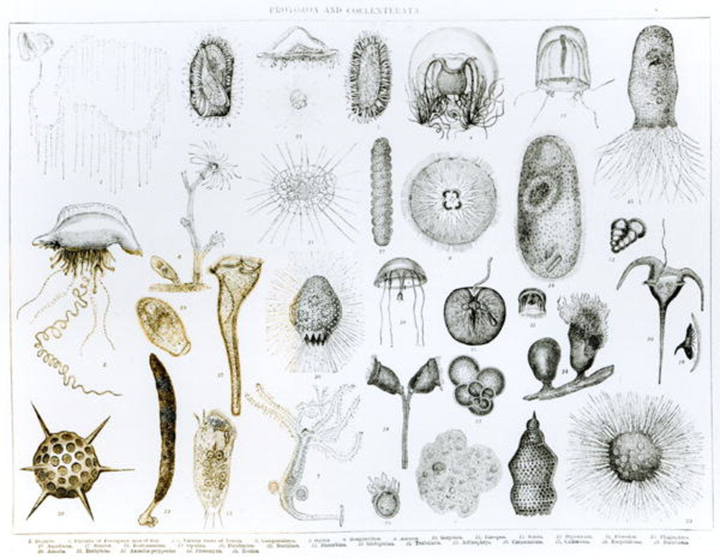 Detail of Protozoa and Coelenterata by School English