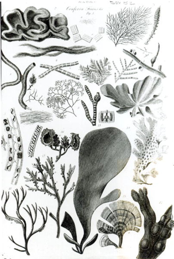 Detail of Conferra Fucus by School English