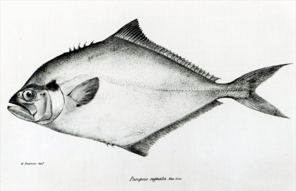 Detail of Paropsis Signata by English School